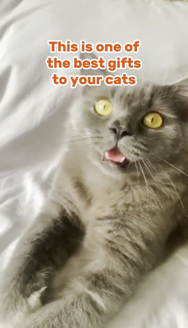 2Pk Cat Scratcher Pads | Kitten Scratching Board Mat Cardboard Bed Pet Play Toy